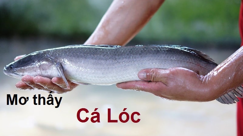 Mơ thấy cá lóc báo hiệu điềm gì sắp đến?